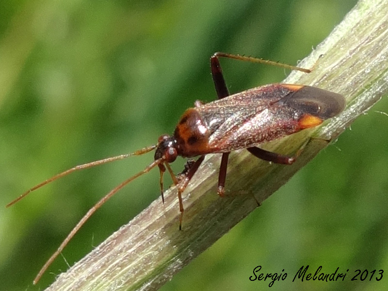 Miridae: Adelphocoris ticinensis della Romagna (RA)